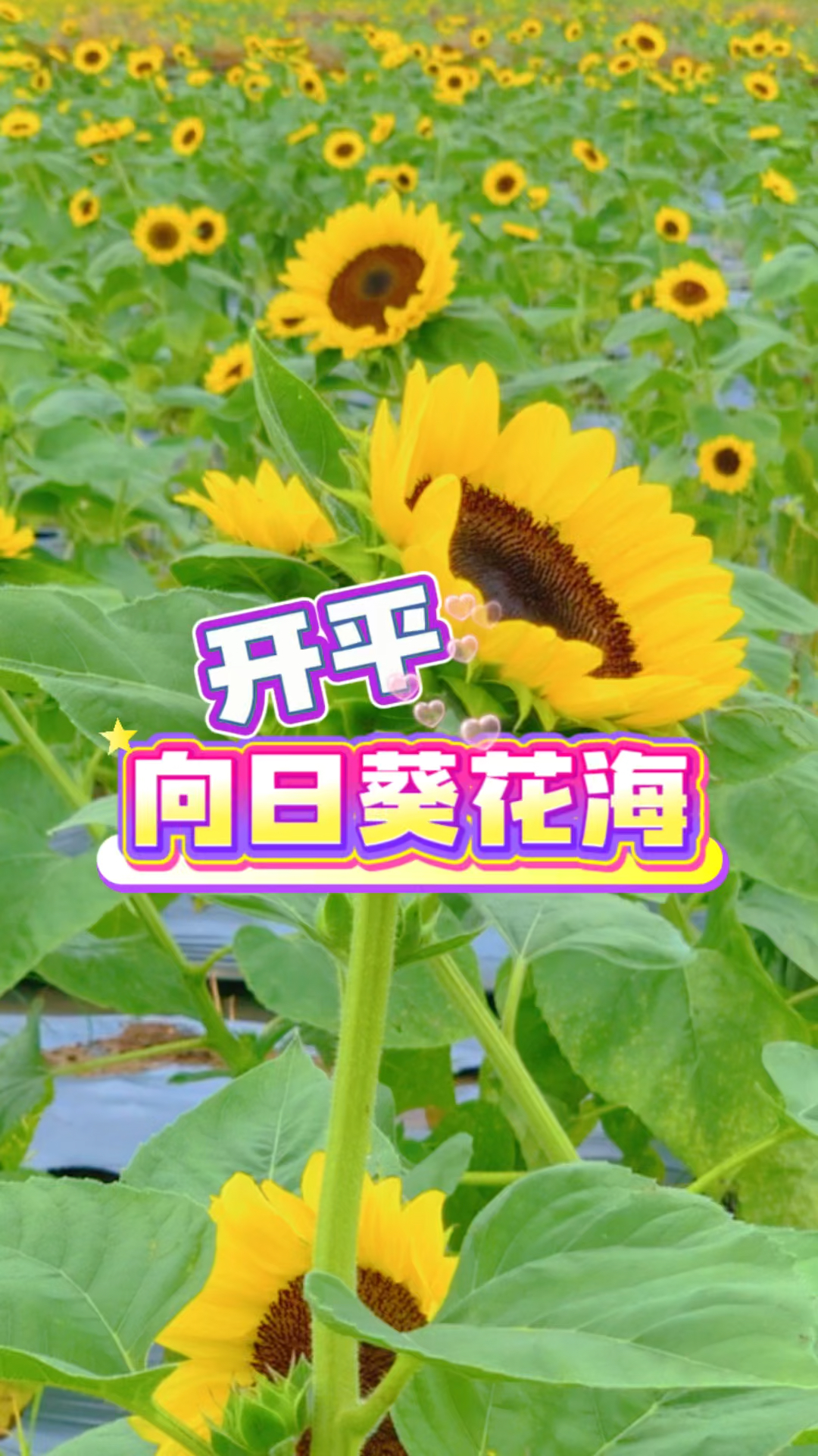 开平的向日葵花海盛开!一片金黄色花海