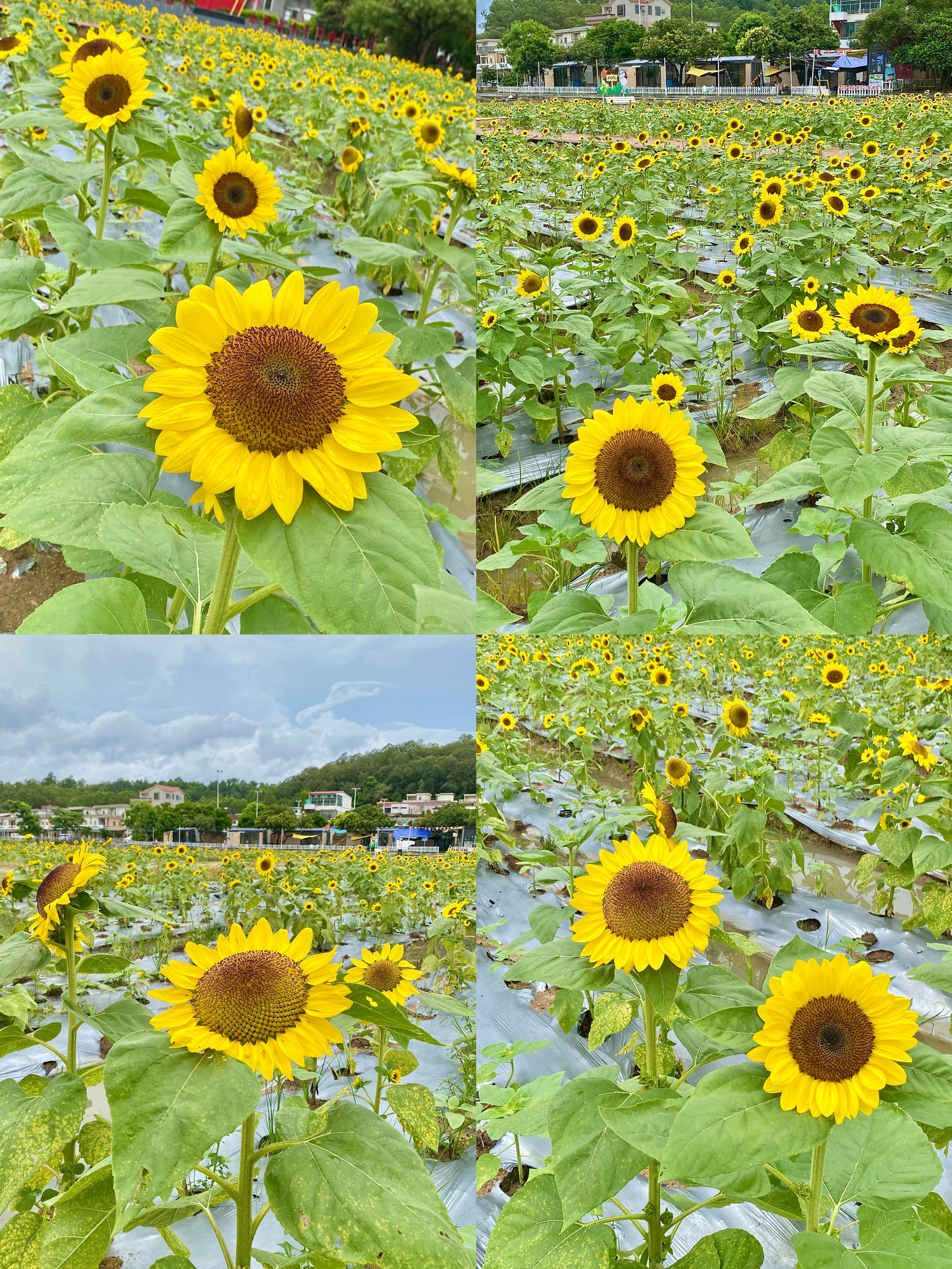 0元打卡开平向日葵花海!还有趣味市集~ 开平大塘面村的向日葵盛开啦!