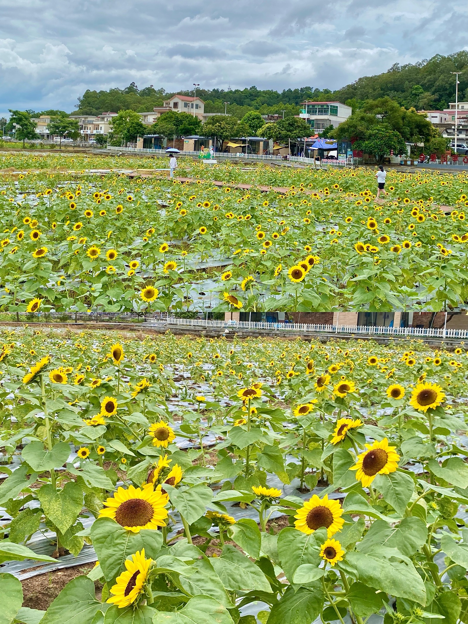 0元打卡开平向日葵花海!还有趣味市集~ 开平大塘面村的向日葵盛开啦!
