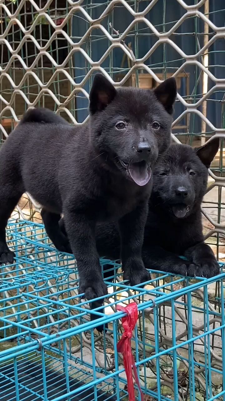 中华田园五黑犬,幼犬