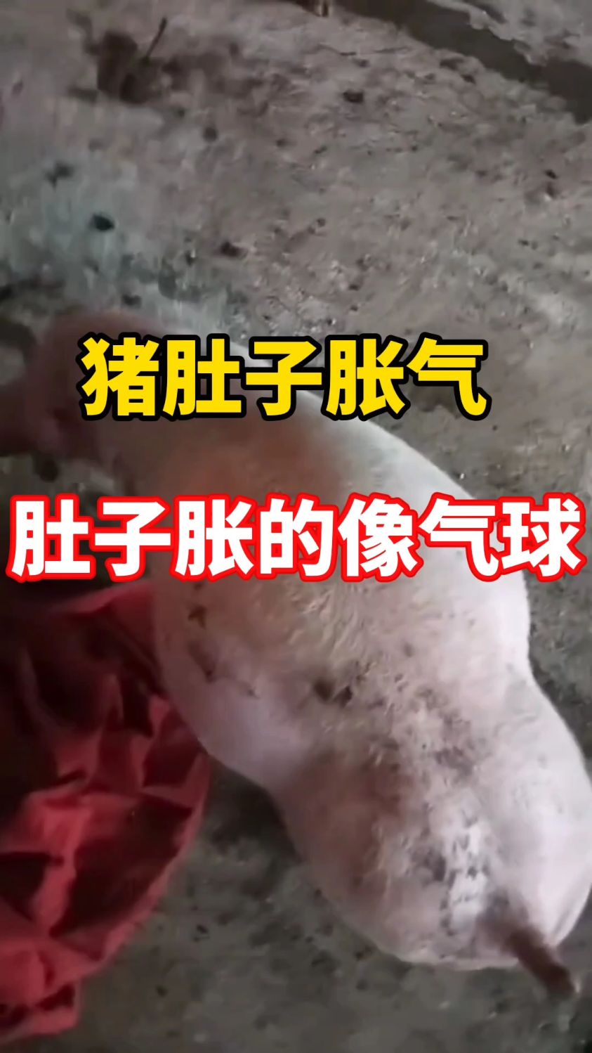 猪肚子忽然胀气,大家一定不能大意,千万别等到掉头了#所有养猪人