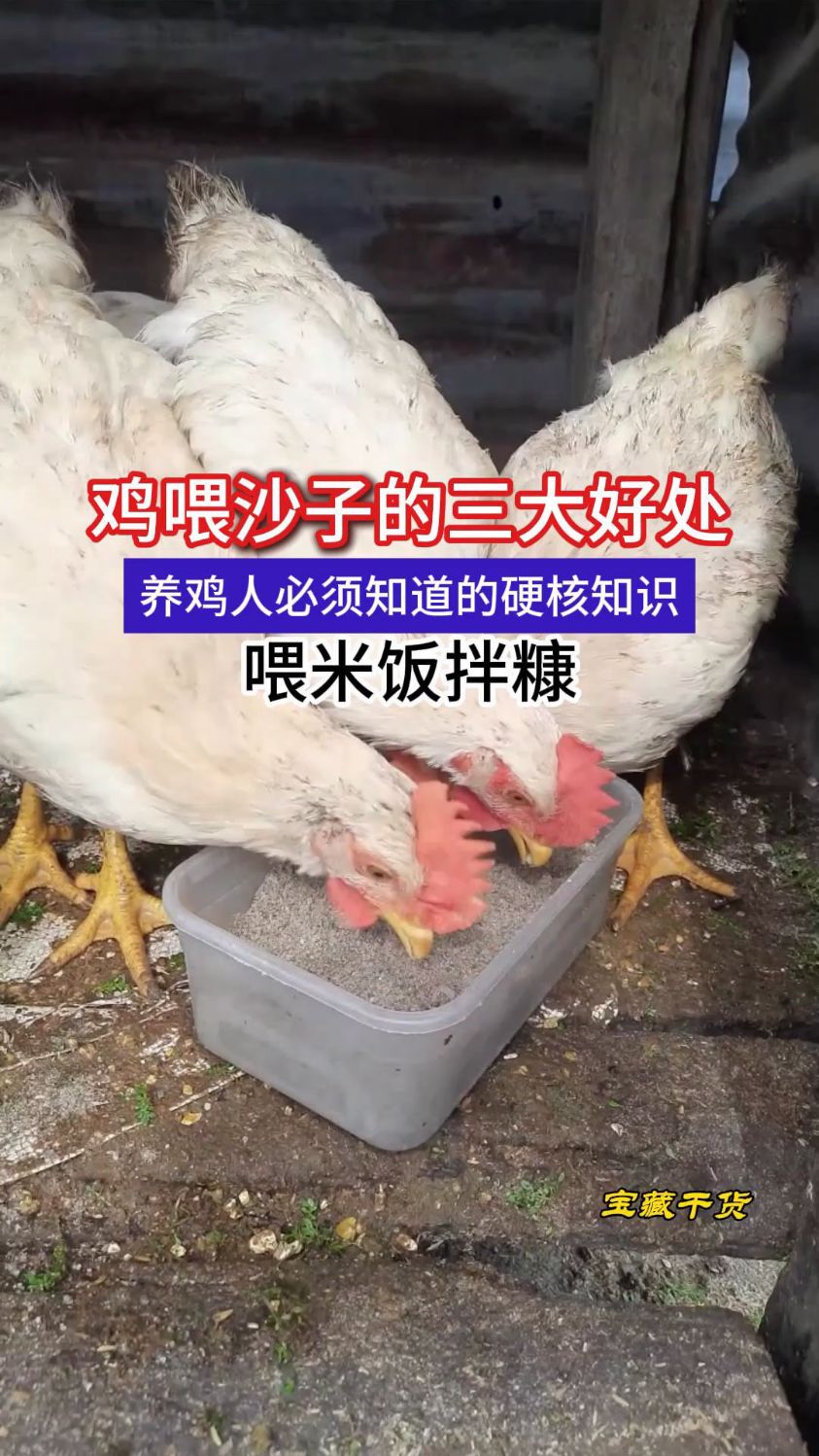 鸡为什么吃沙子呢视频为什么在线 鸡为什么吃沙子呢视频为什么在线