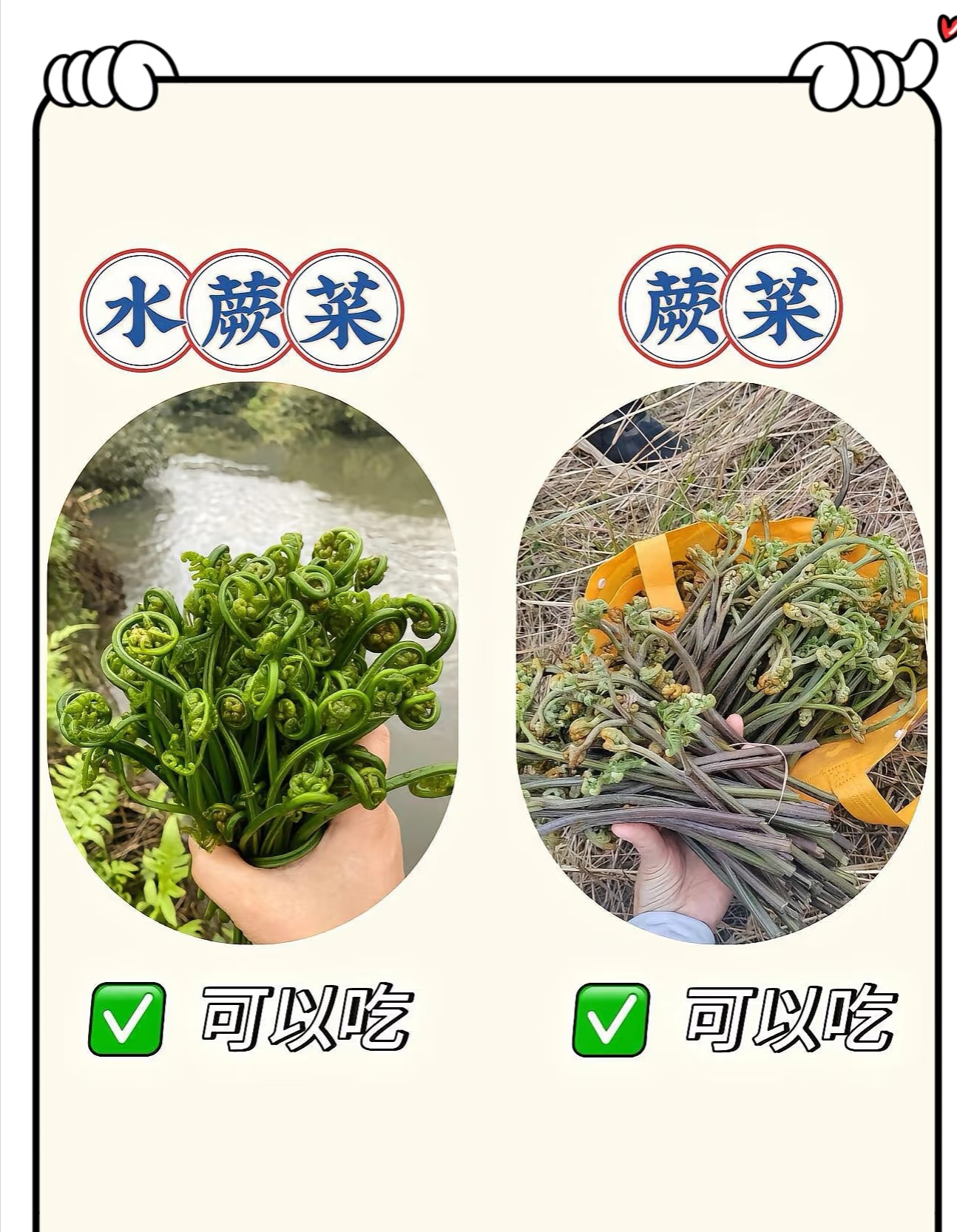 刺龙苞橙包花你吃过吗