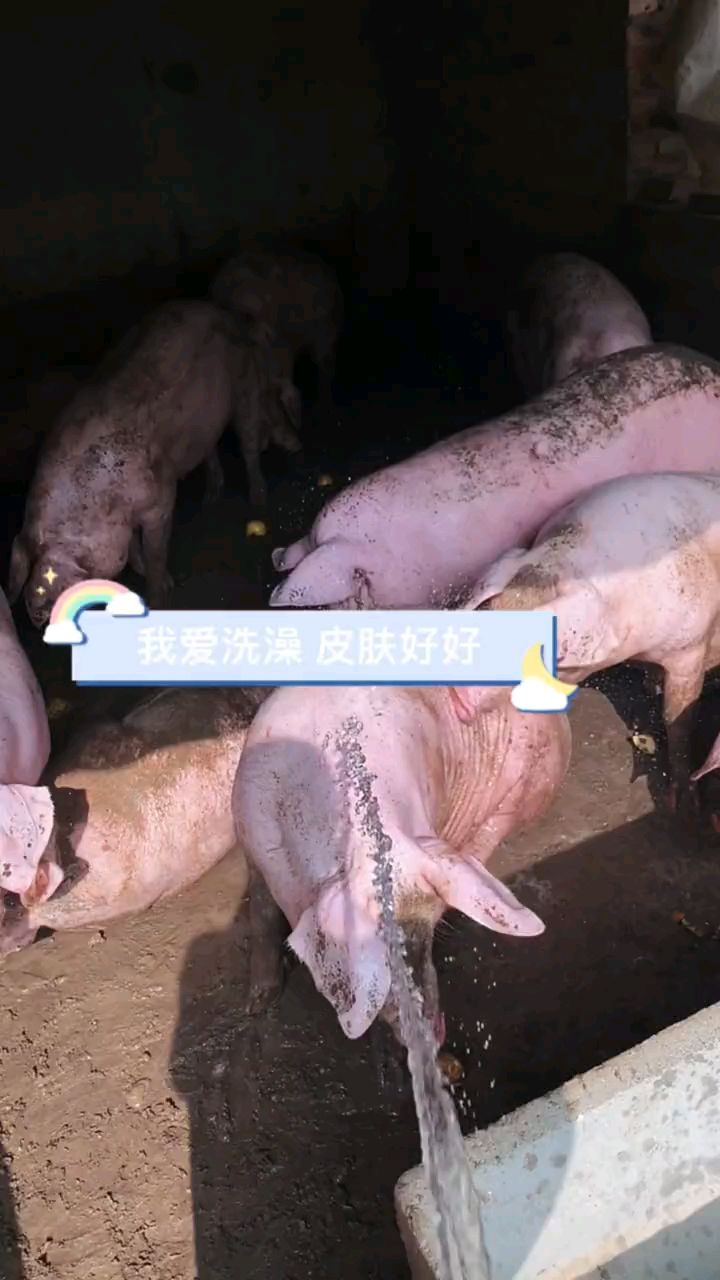 爱洗澡的小猪猪