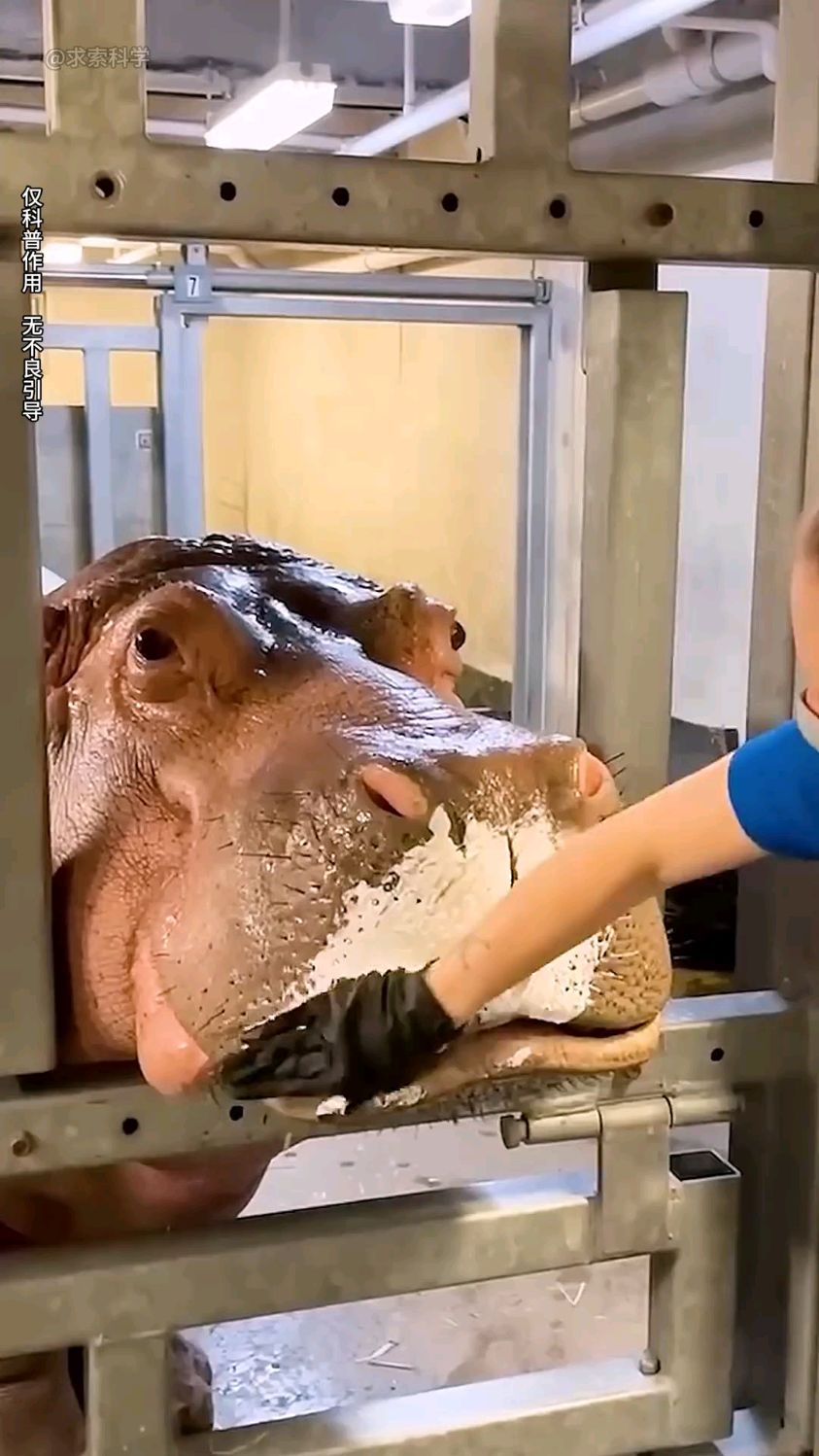 河马拉粪便为什么不停的甩尾巴?