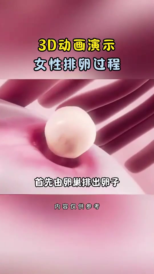 3d动画演示,女性排卵过程