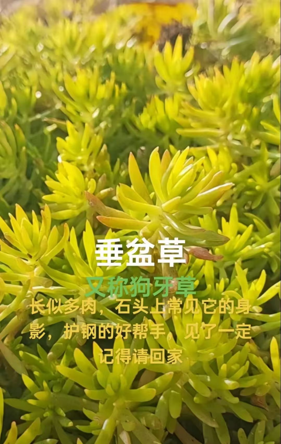 中药材之  垂盆草(狗牙草)药用植物