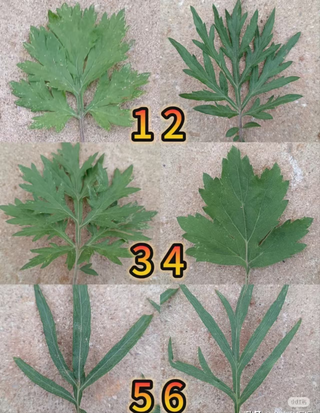 真艾草与假艾草图片