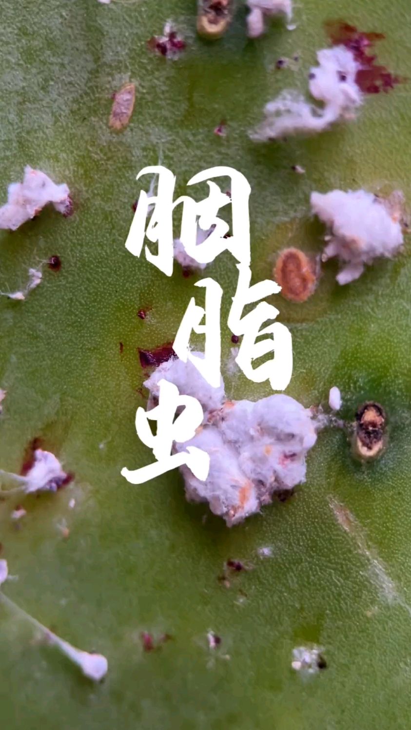 这个小东西你认识吗?胭脂虫