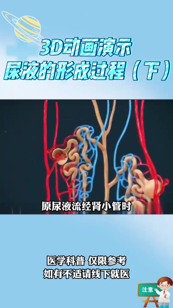 3d动画演示尿液的形成过程