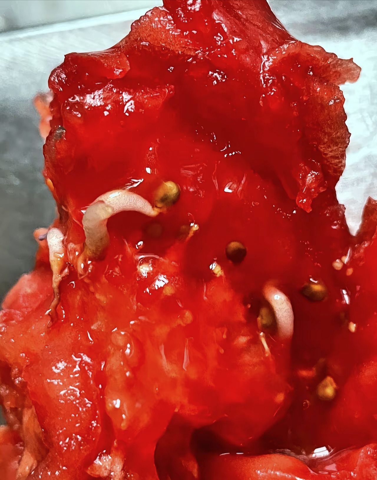 样子像肉蛆吓得我赶紧把没吃完的西红柿扔了太恶心人
