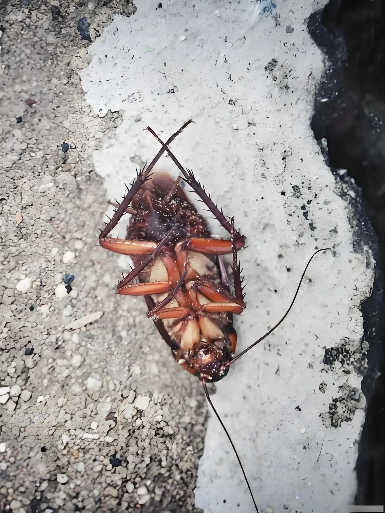 四川西昌藏着全球最大蟑螂基地,养220亿只美洲大蠊