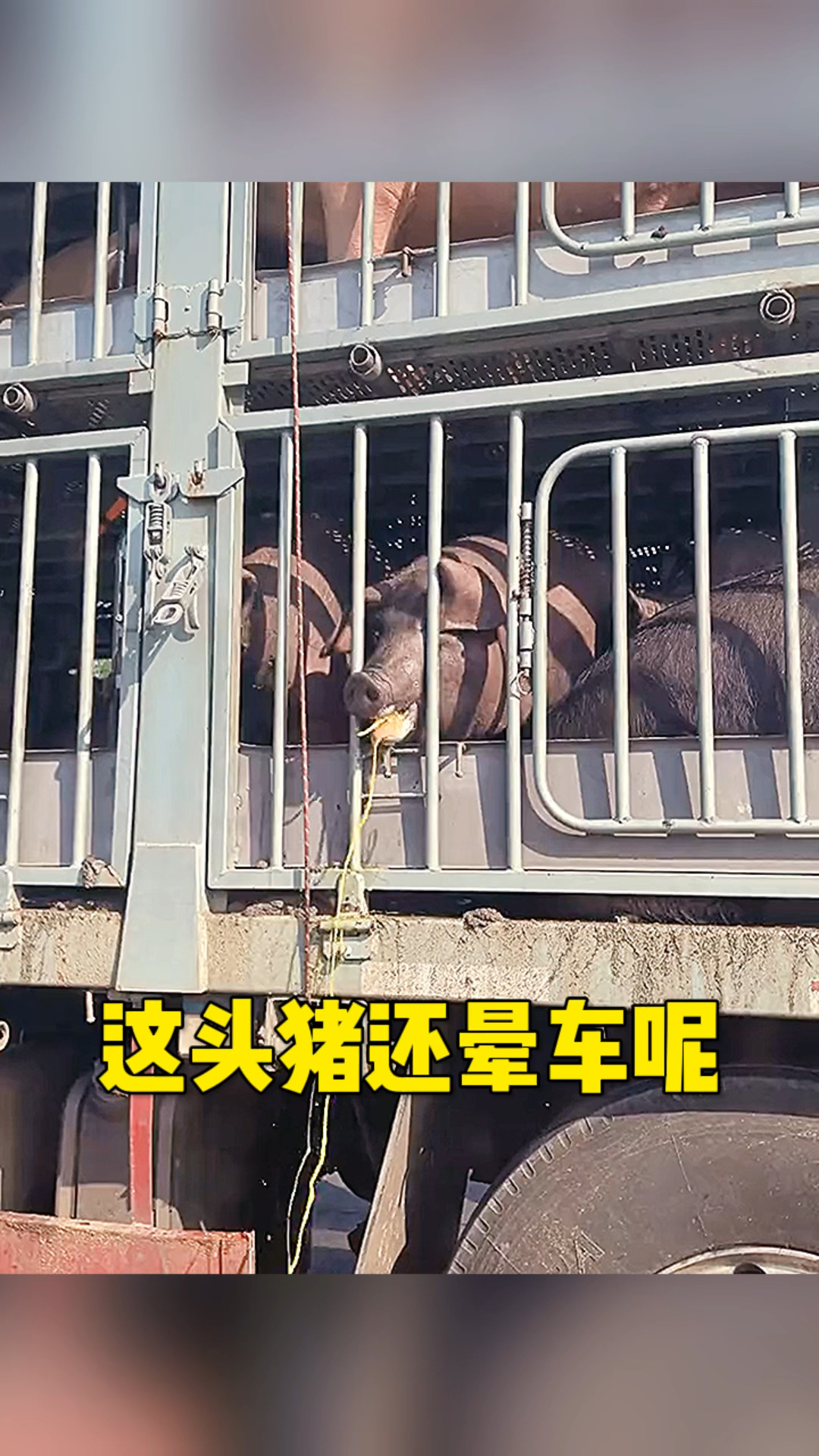 这头猪还晕车了呀