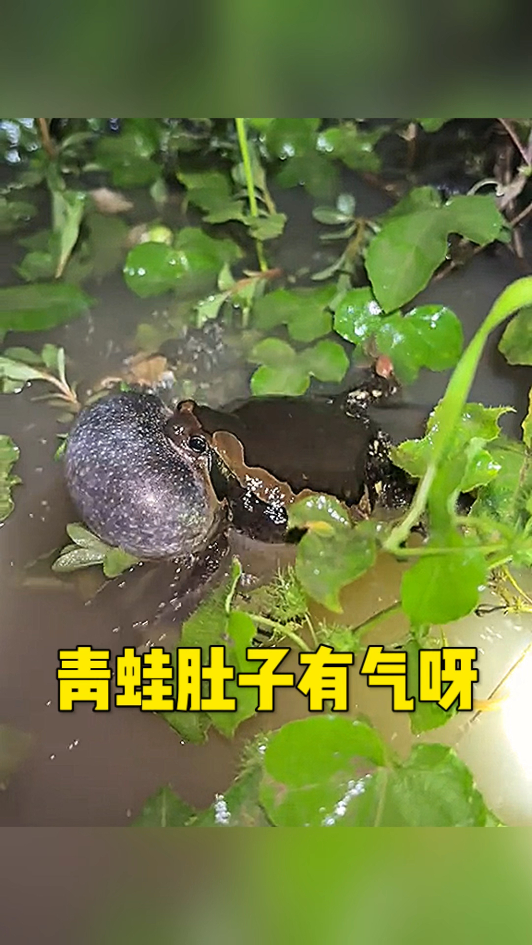 青蛙肚子里有气呀