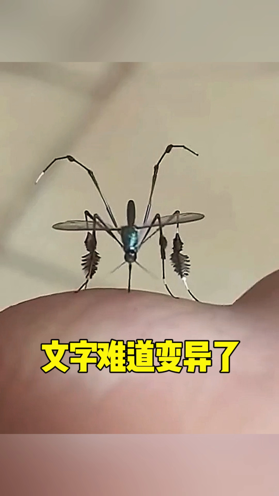 近期出现的病毒叫什么蚊子呢视频播放的简单介绍