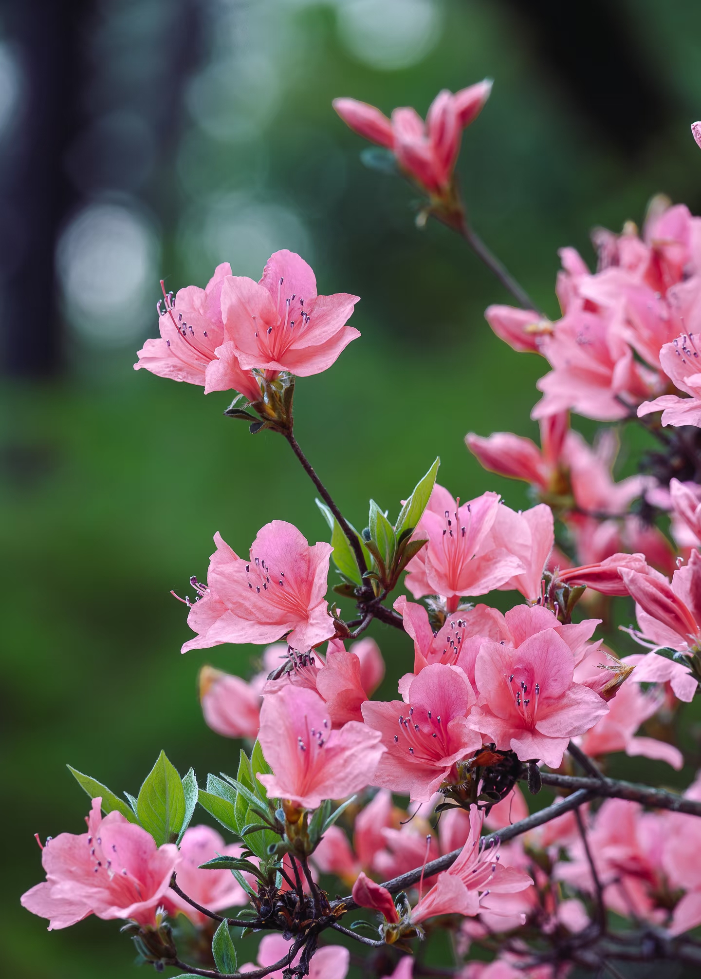 杜鹃花,又名"映山红"