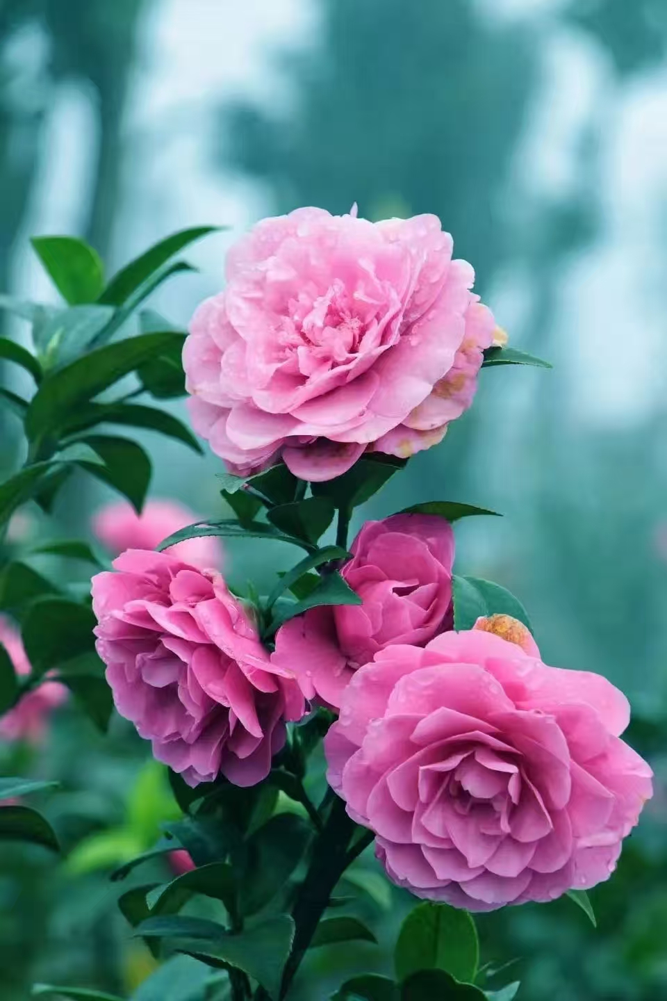 茶花之色,以白为主,纯洁如雪,清雅如月