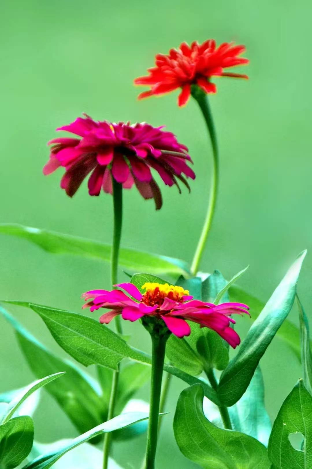 百日草又名百日菊,火球花,对叶菊等,是菊科,百日草属的直立性一年生