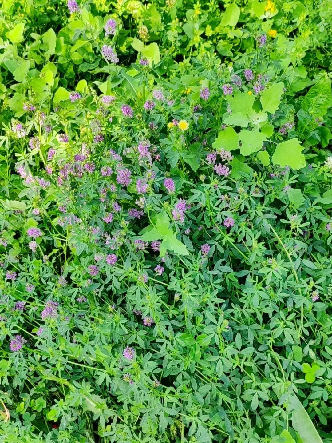绿野 紫花