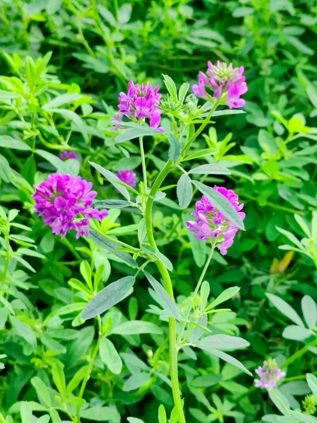 绿野 紫花