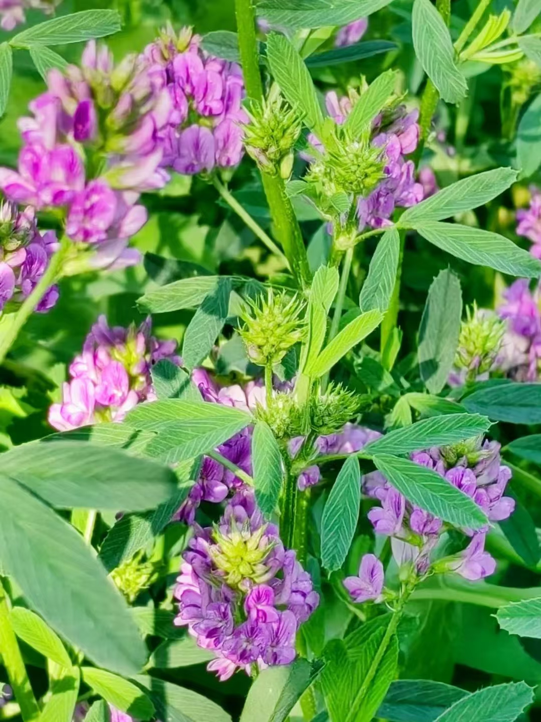 绿野 紫花