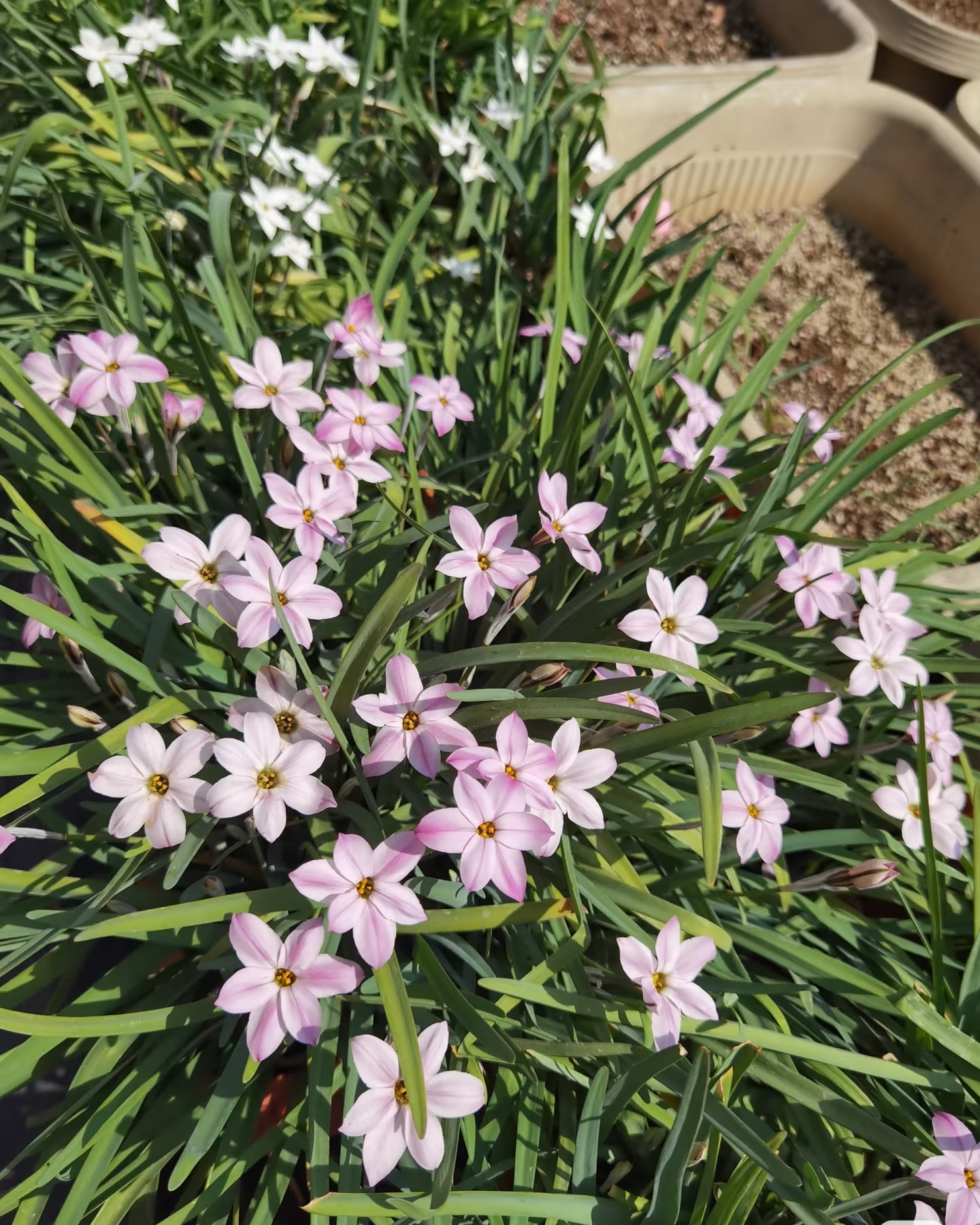 原产阿根廷因其叶似韭菜叶和鳞茎部分有韭菜的味道故称之为花韭