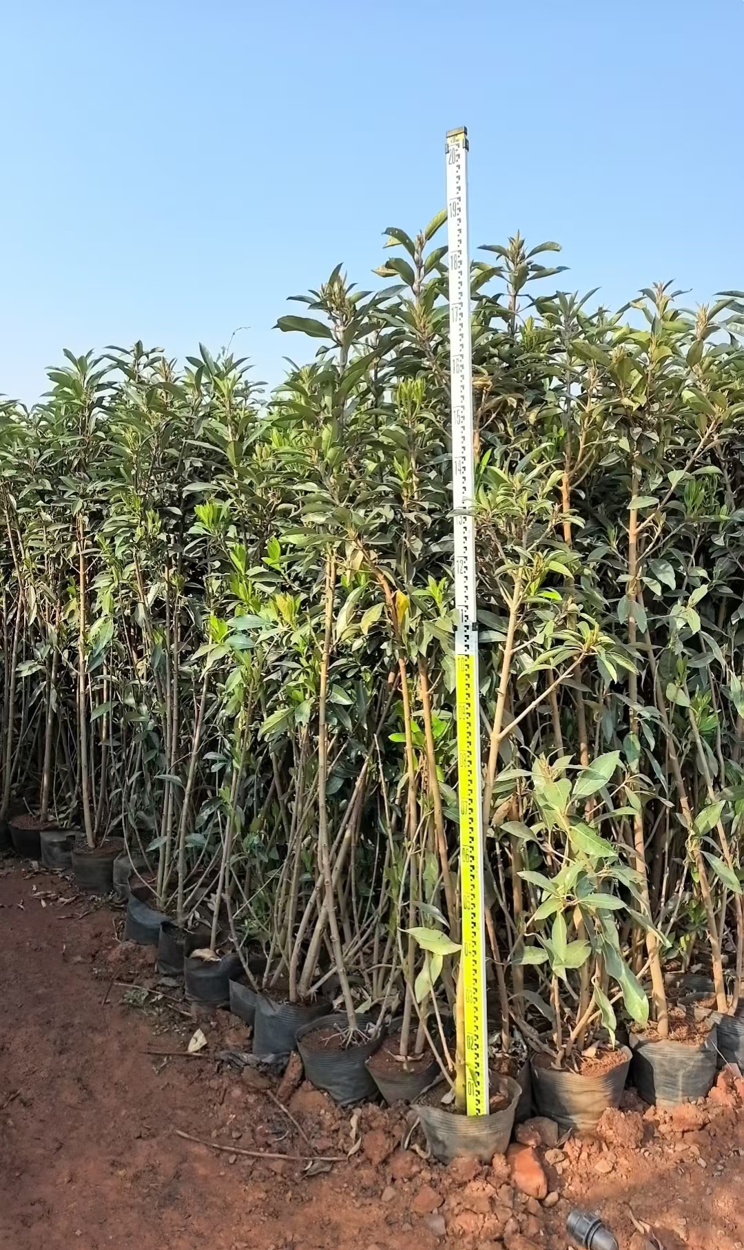 常绿灌木为南方常见的绿篱其变种日本珊瑚树