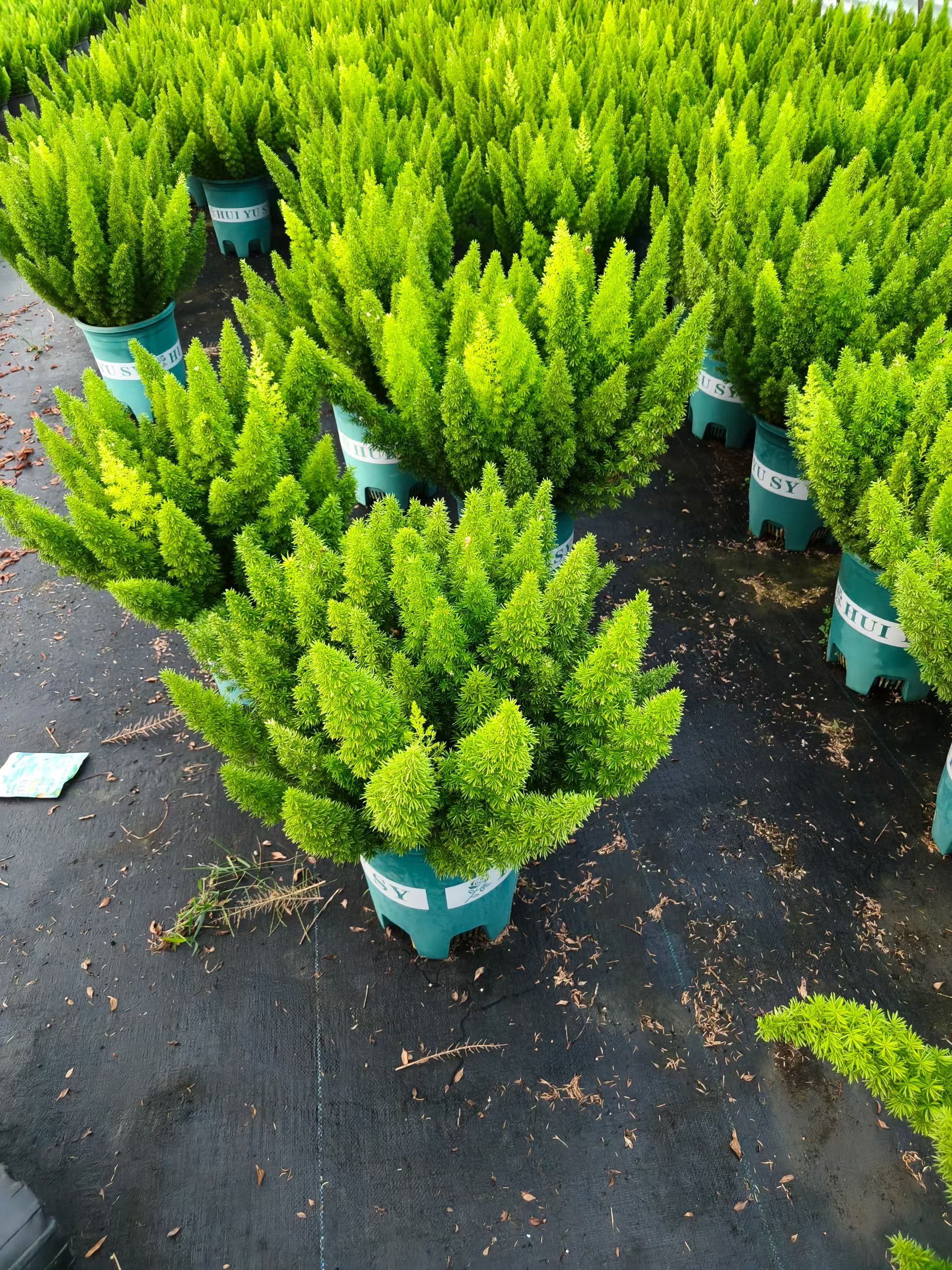 它属于百合科天门冬属原产于南非是多年生常绿半蔓性草本植物株高
