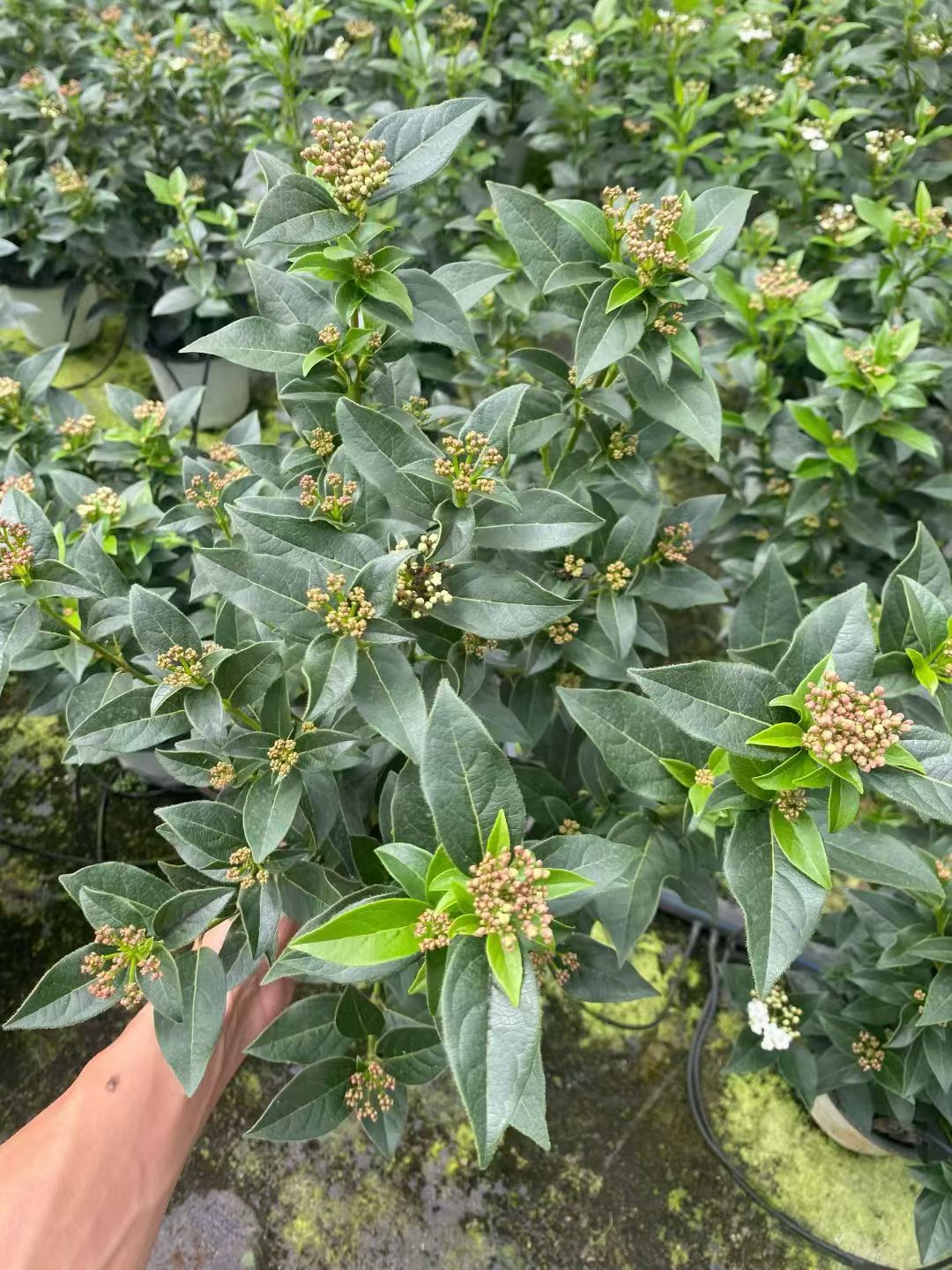 地中海荚蒾的盛花期在3月中下旬,绽放成雪白一片的白色小花,花期长