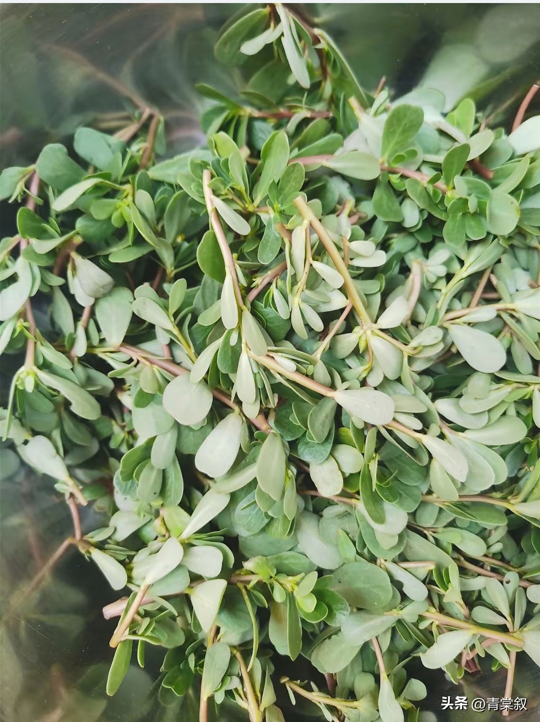 吃马齿苋得焯水 咱平常说的马牙菜学名马齿苋六月那叫一个鲜嫩可老
