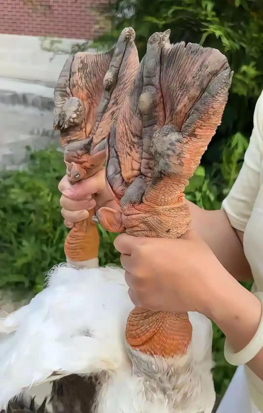 这是狮头鹅的老祖宗吧
