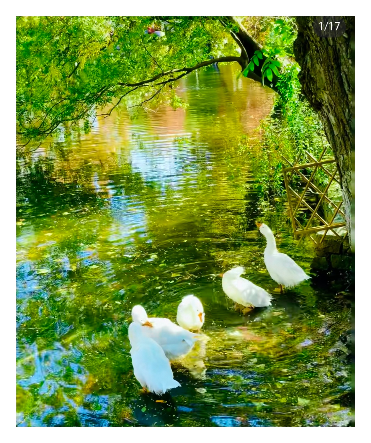 湖光白鹅像莫奈在逃画作,石洞繁花撞色绝到离谱!