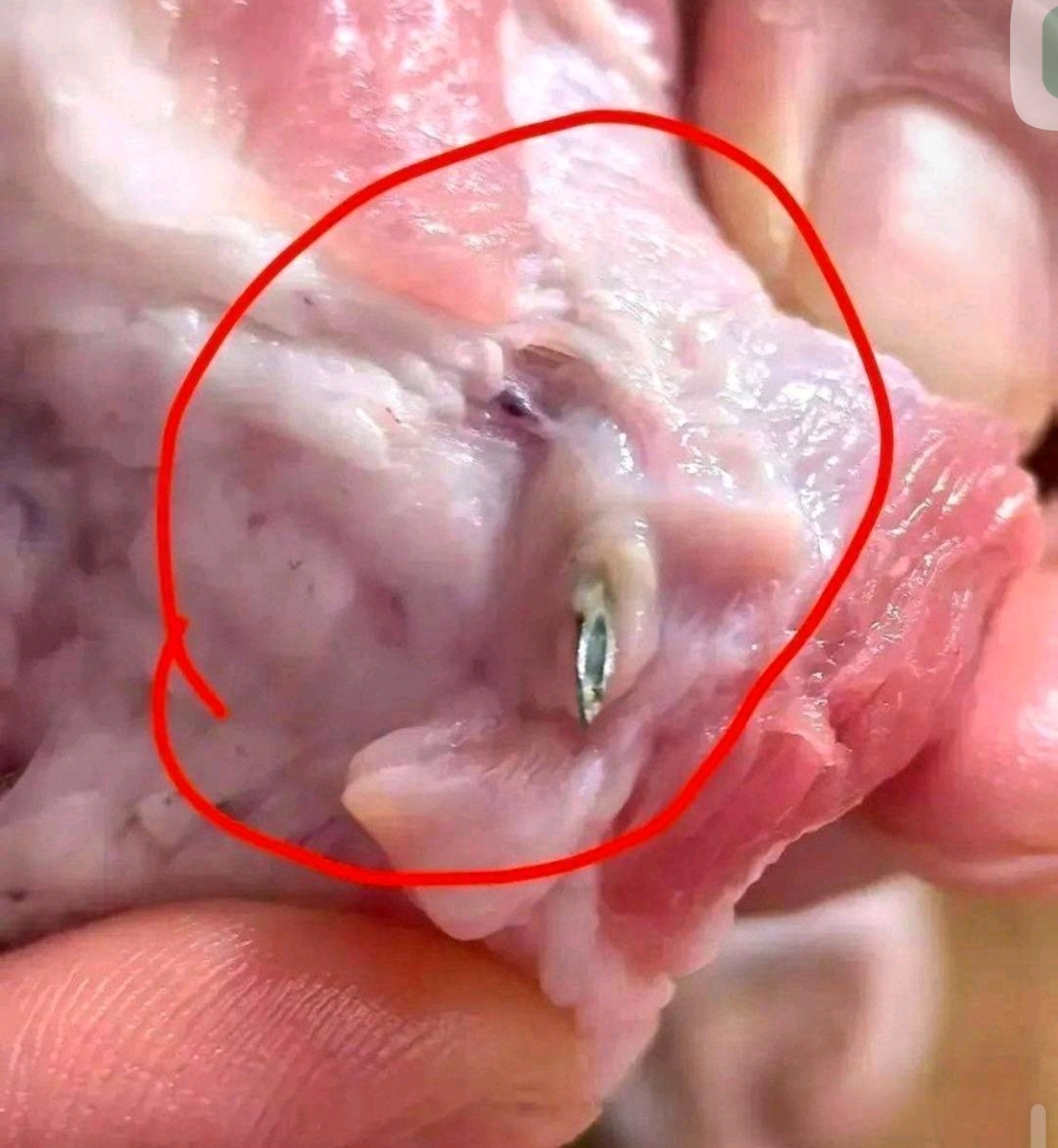 猪肉惊现粗针还能放心吃吗?
