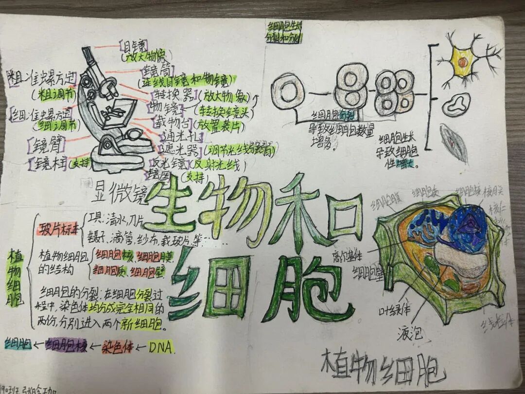 绘细胞之妙,探生命之奇