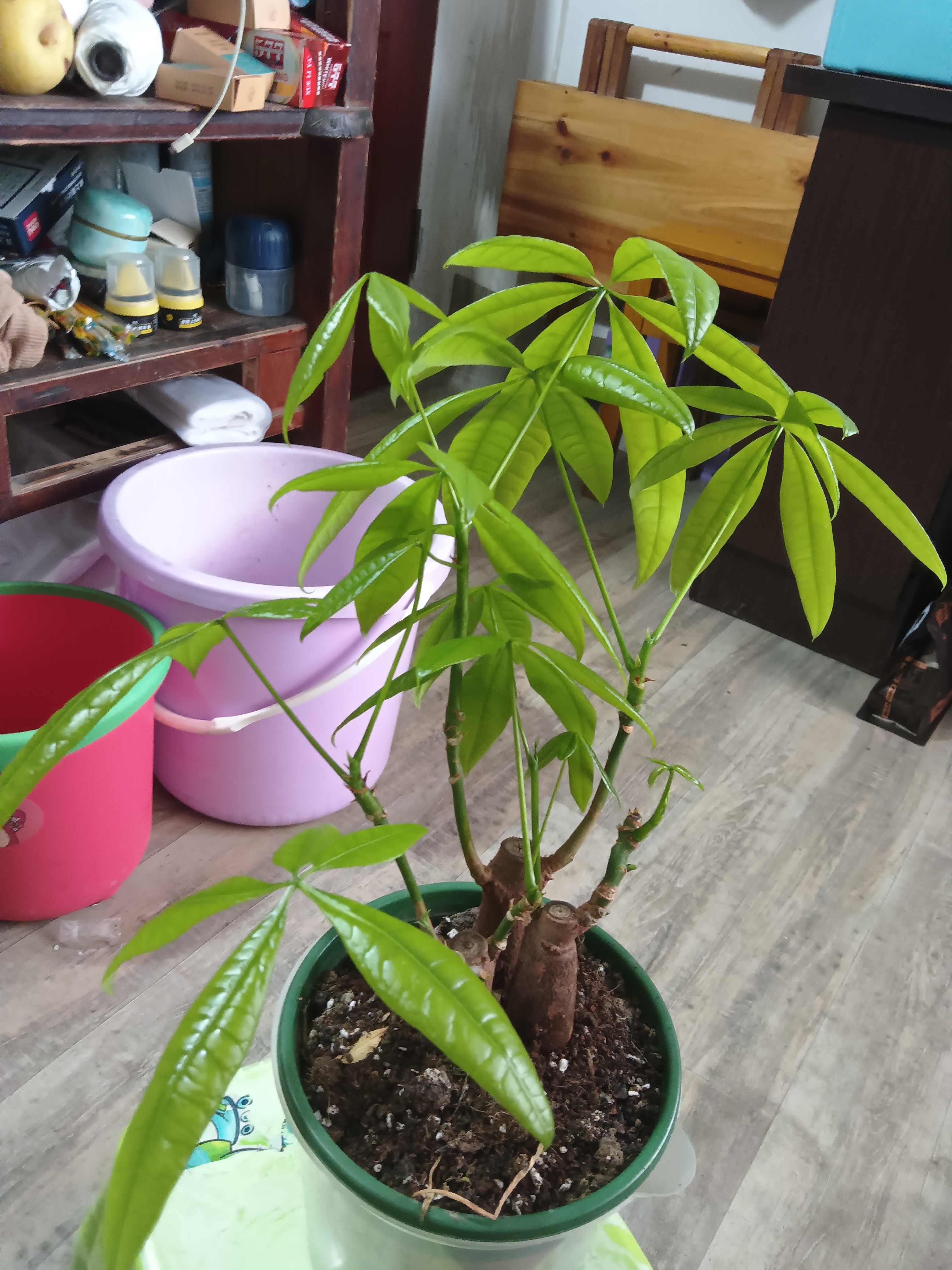 这种花草叫什么名字我不知道,听媳妇说叫发财树,咱也先不管它是不是