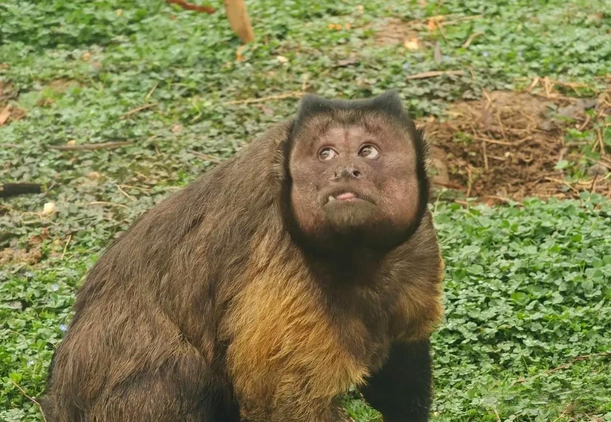 黑帽悬猴原产于南美洲的热带森林,属于卷尾猴科