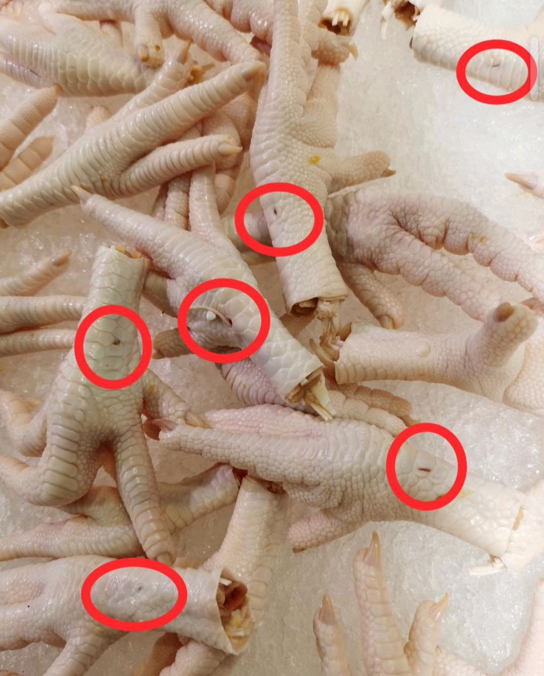 这是我在超市买的鸡脚,无意中发现似乎每一个上面都有一个小小的针眼