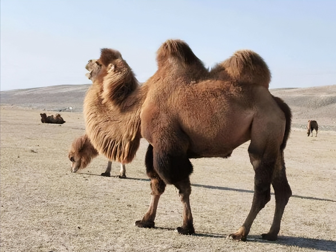 一杯驼奶,千年智慧