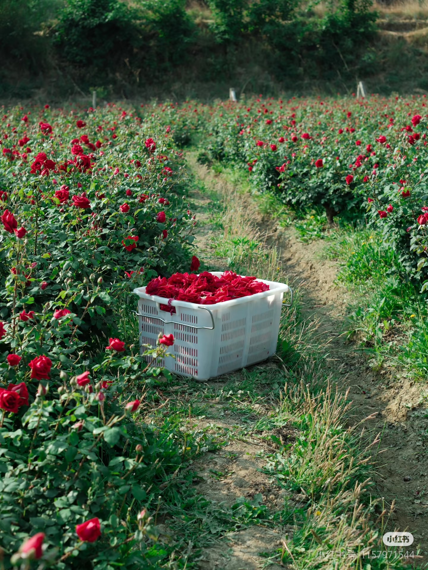 来墨红玫瑰花田里撒野～云南浪漫的具象化 大理凤仪镇麻地村,是云南