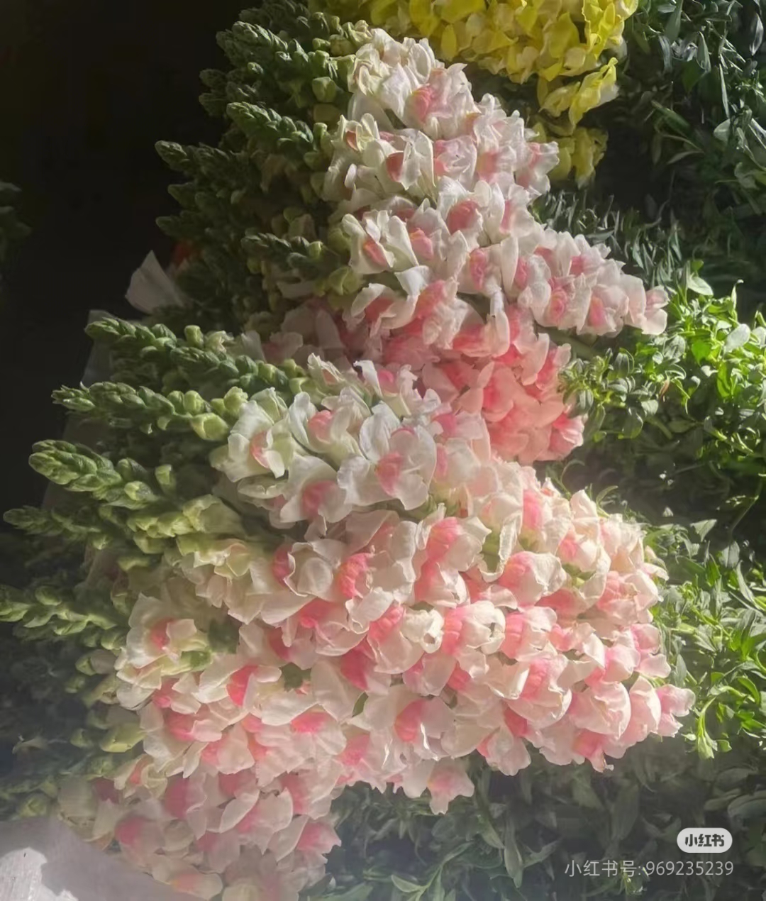金鱼草 金鱼草 「枯萎后会变成骷髅头的花」