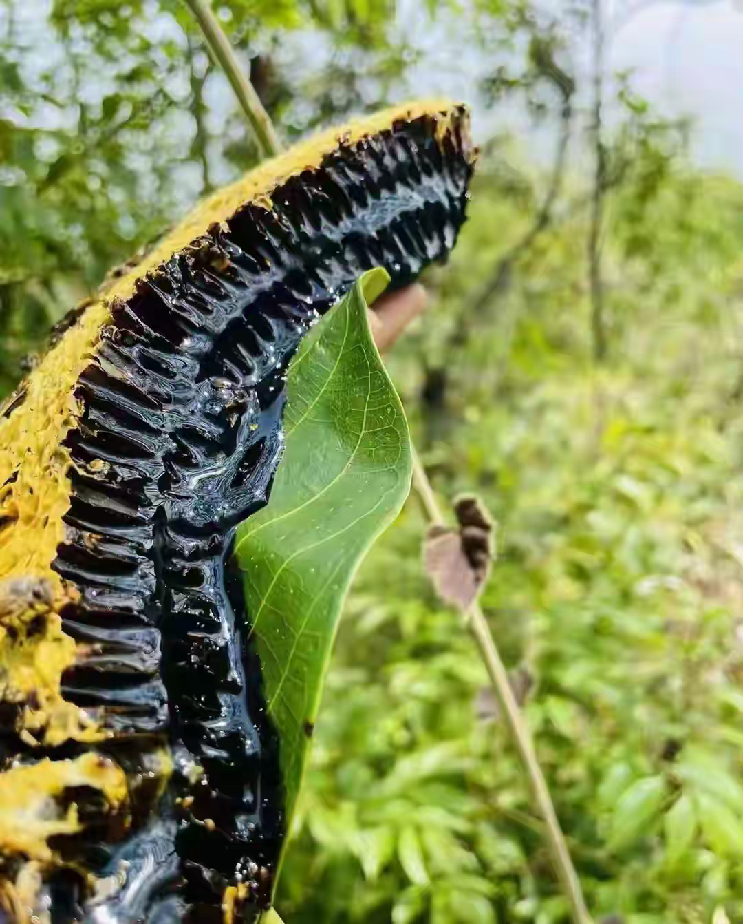 蜂蜜放了两年颜色变黑了(蜂蜜存了几年发黑还可以喝吗) 蜂蜜放了两年颜色变黑了(蜂蜜存了几年发黑还可以喝吗)