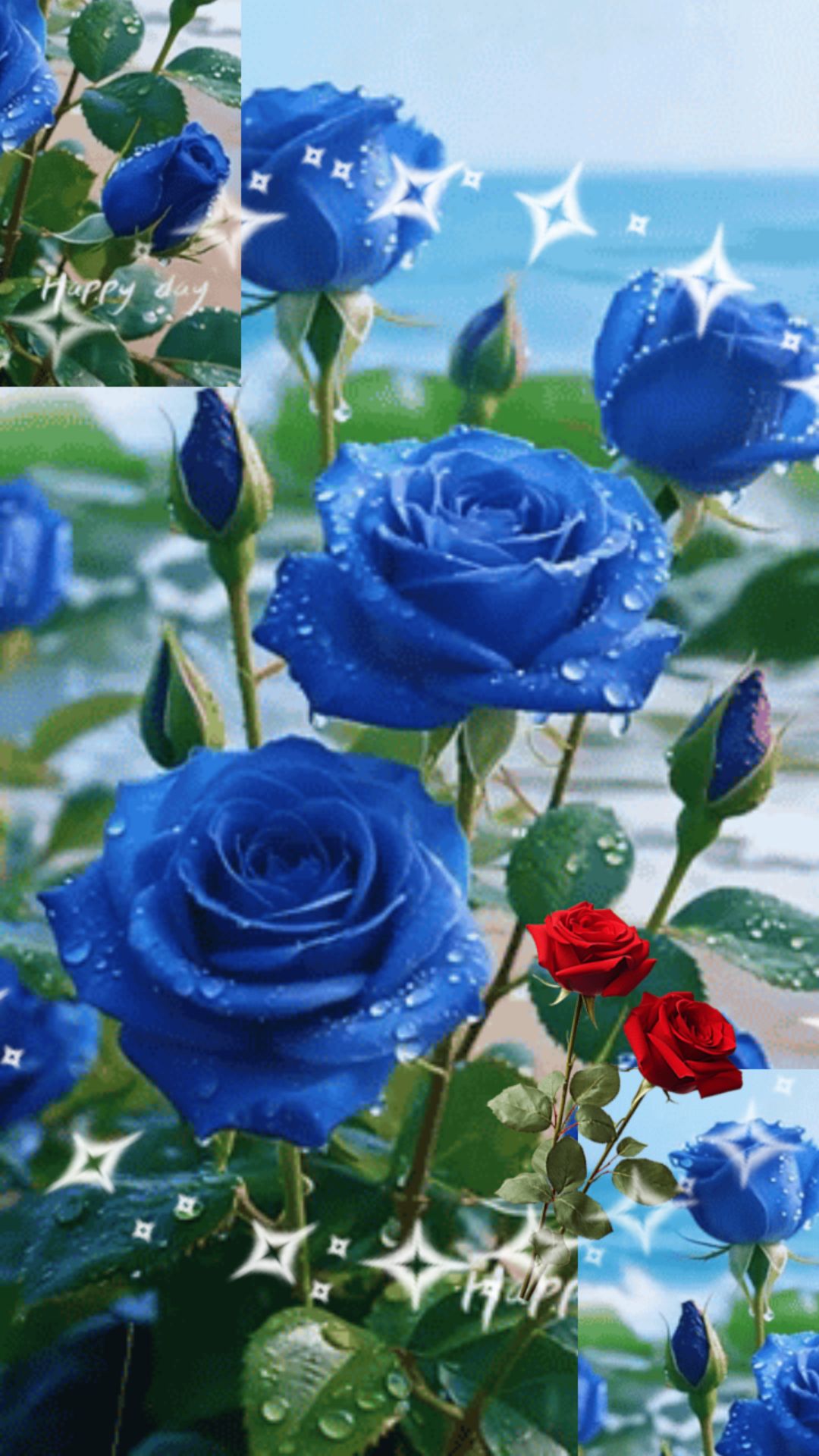 优雅的蓝玫瑰送给最优雅的你