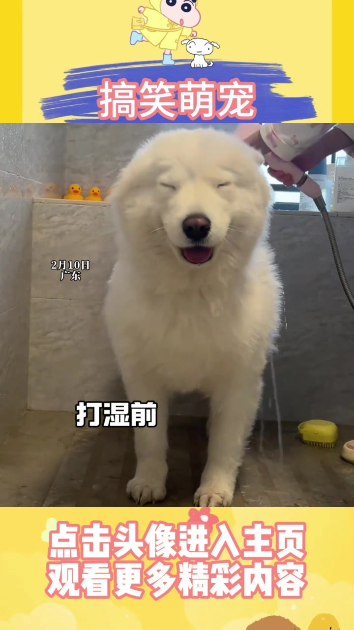 小狗洗澡大变身,萨摩耶秒变"倒霉熊"!