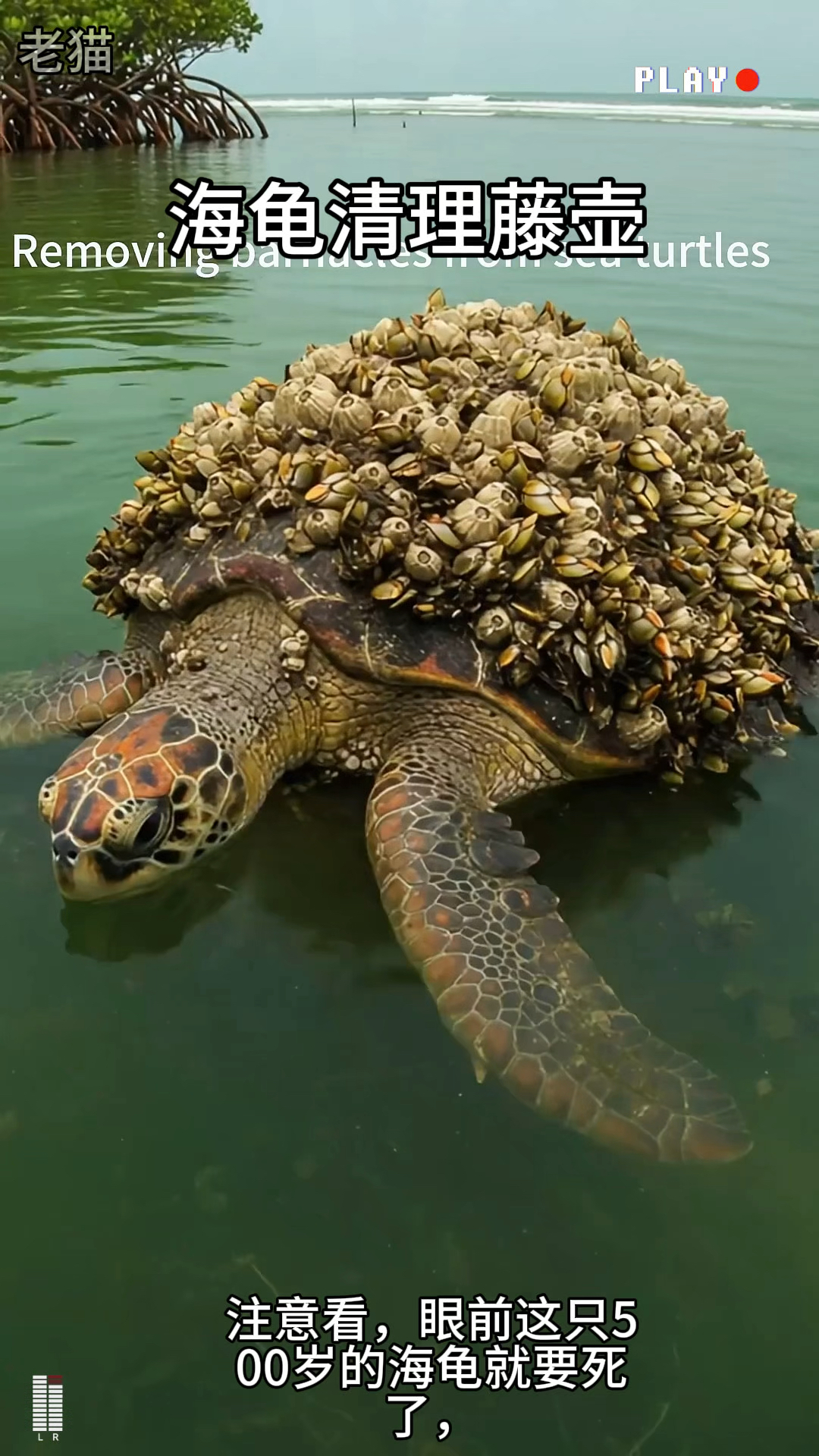 海龟身上布满了藤壶
