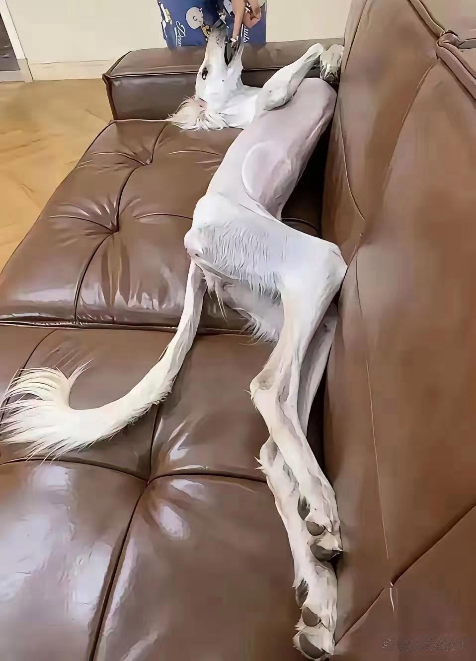 朋友跟她唠嗑,说这狗老贵了,是从国外进口的