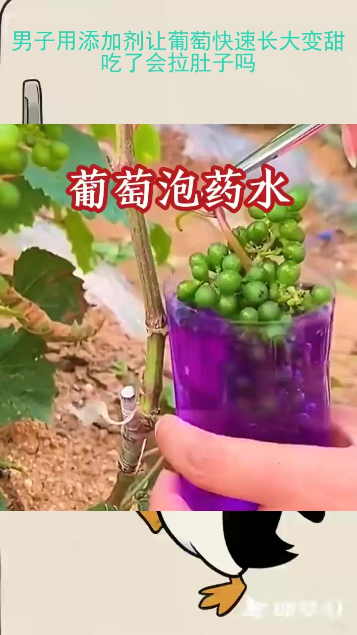 为什么吃葡萄会拉肚子怎么回事为什么在线 为什么吃葡萄会拉肚子怎么回事为什么在线