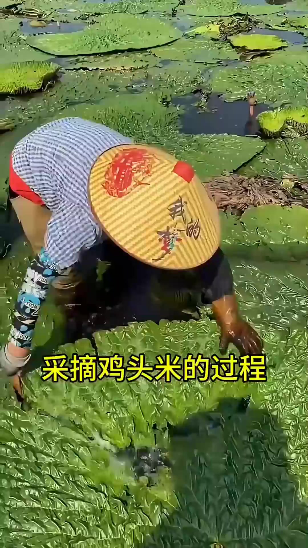 采摘鸡头米的过程