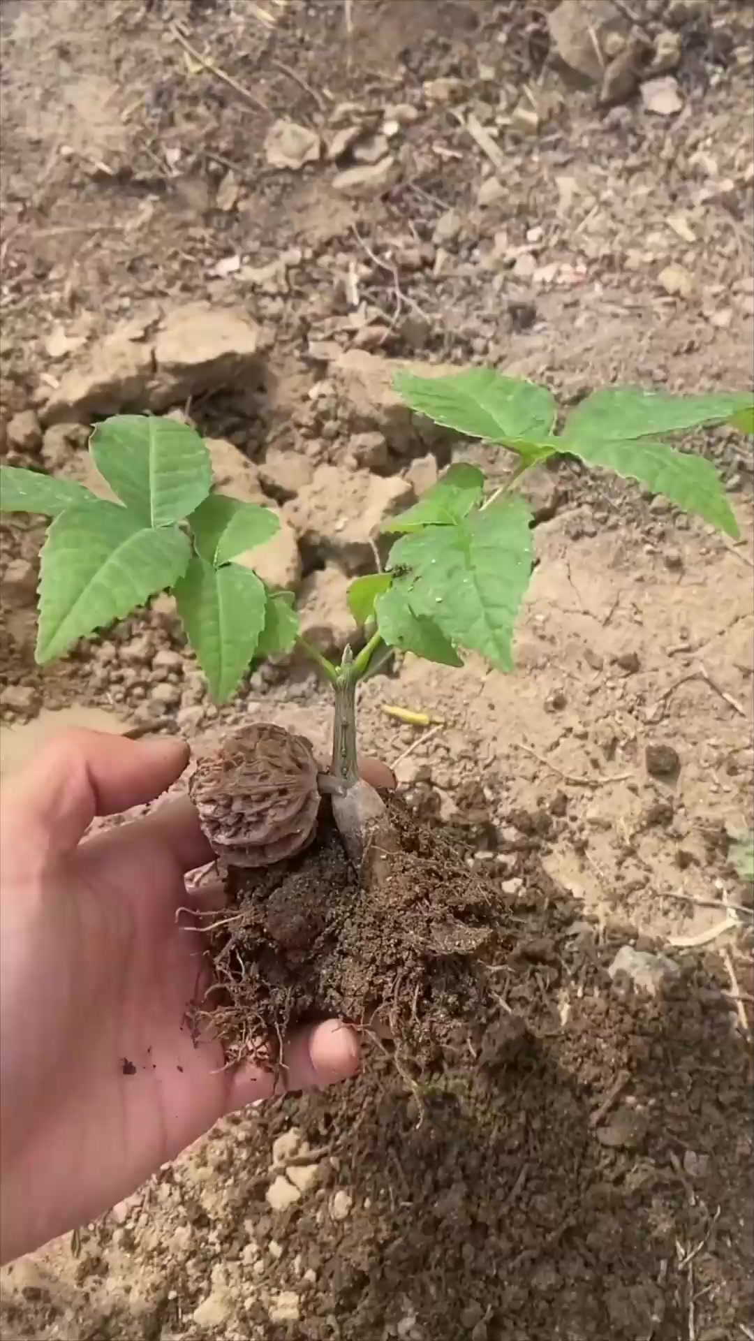 随手掉的核桃,居然发芽了