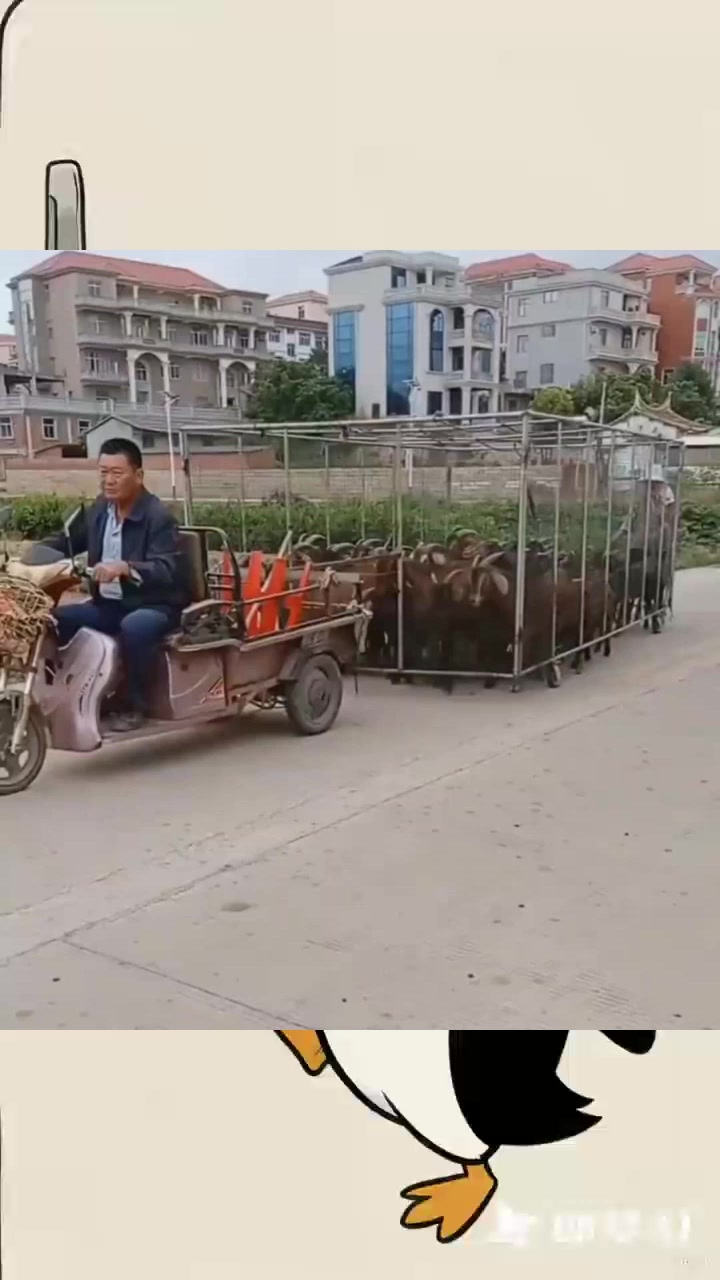 大爷放羊有招,用笼子套羊,真特别