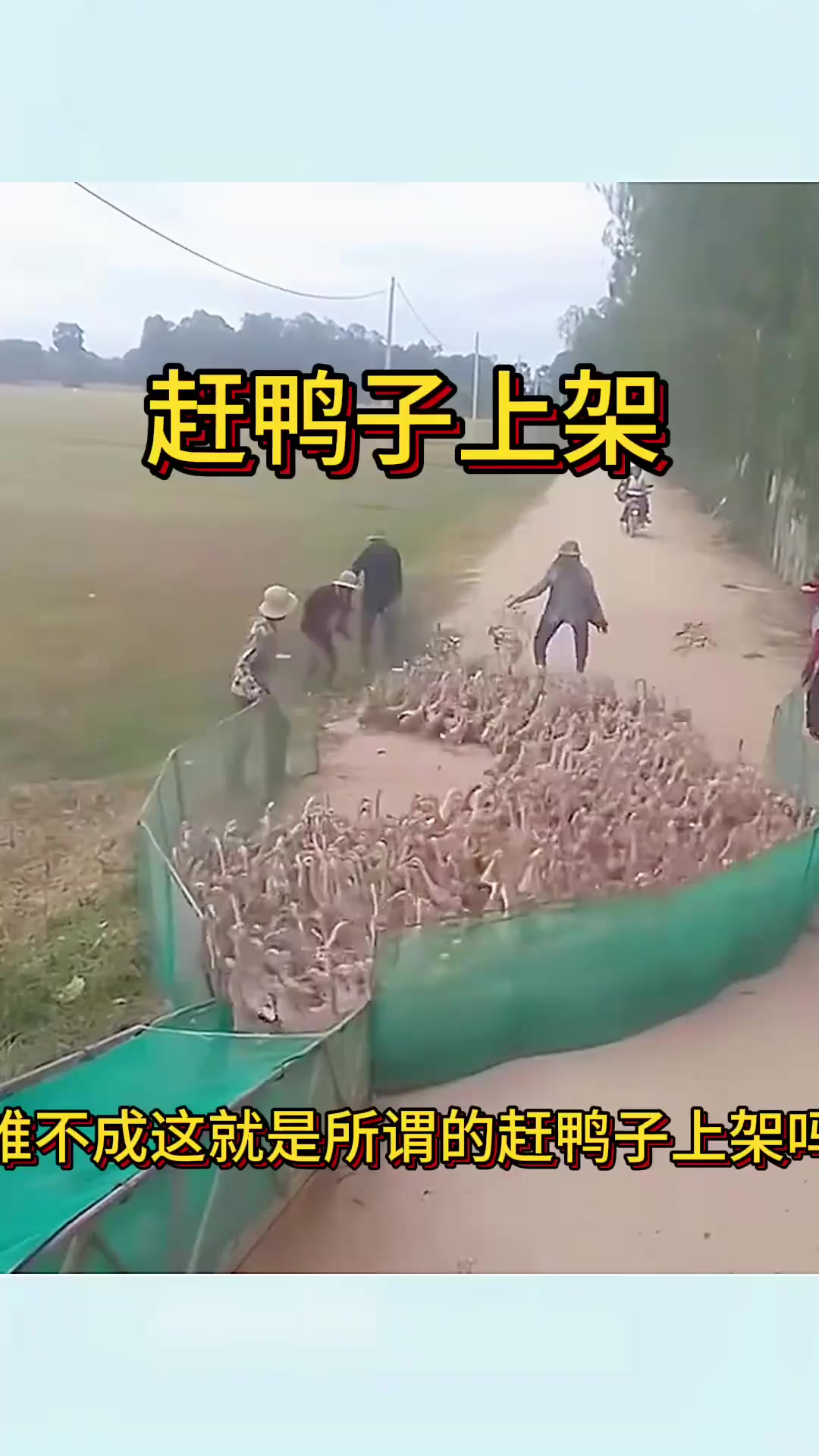 赶鸭子上架,结局意想不到